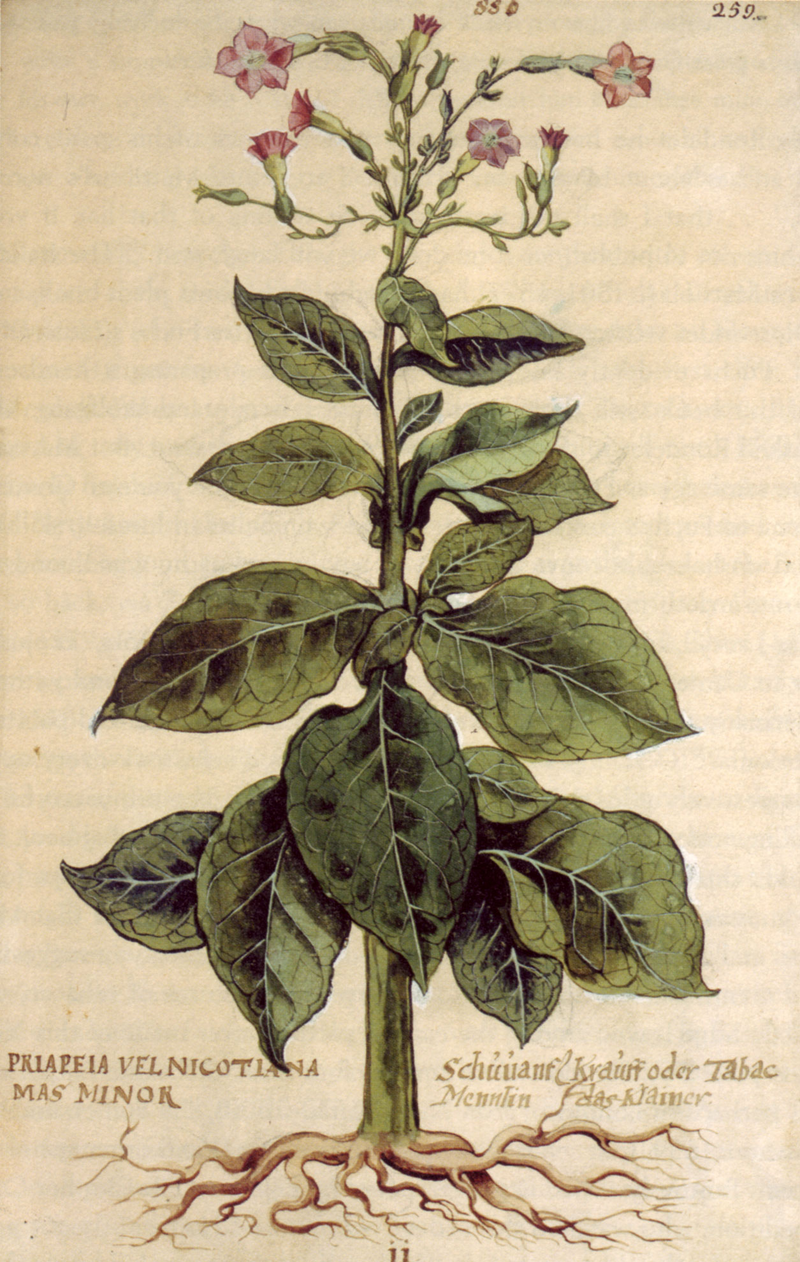 Illustration for article titled 10 Pieces of Evidence That Plants Are Smarter Than You Think